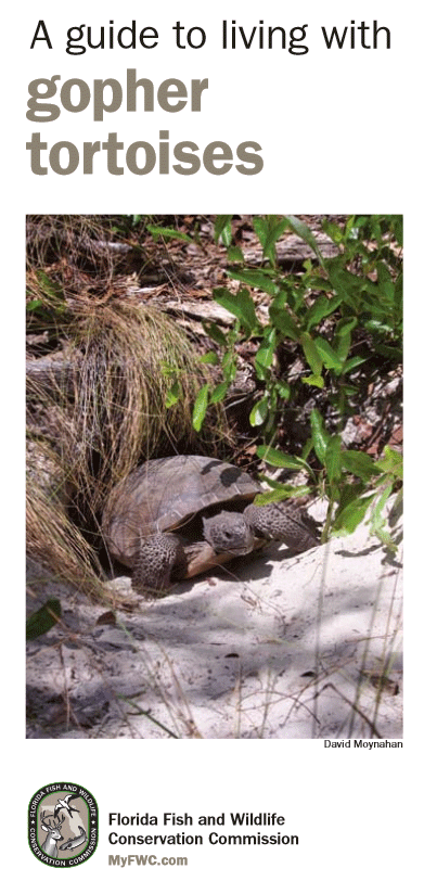 Living with Gopher Tortoises